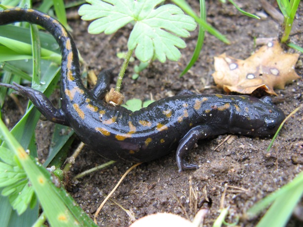 Santa Cruz Long-Toed Salamander Workshop program image